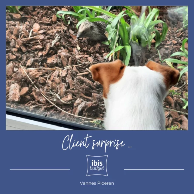 😀🦔 Notre mascotte Pablo a croisé un client surprise ... Tout le monde s'invite à l'Ibis Budget Vannes Ploeren 😉

www.hotel-budget-vannes.com
#hotelibisbudgetvannes #hotel #vannes #ibisbudget